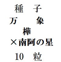 種子　万象　‘樺’　×　万象‘南阿の星’　　　10粒 - (株)　奈良多肉植物研究会 　-多肉植物・サボテン・種子・園芸資材の販売-