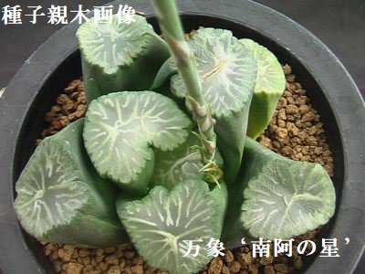 種子　万象　‘樺’　×　万象‘南阿の星’　　　10粒 - (株)　奈良多肉植物研究会 　-多肉植物・サボテン・種子・園芸資材の販売-