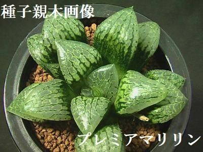 67 ハオルチア 多肉植物 レンズ万象錦 自家繁殖 抜き苗発送