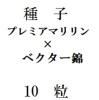ҡץߥޥ󡡡ߡ٥ӡ10γ<img class='new_mark_img2' src='https://img.shop-pro.jp/img/new/icons48.gif' style='border:none;display:inline;margin:0px;padding:0px;width:auto;' />