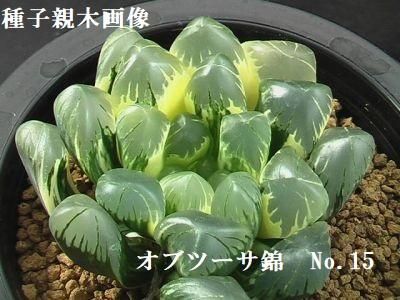種子 オブツーサ錦 No.15 × オブツーサ '仏頭' 10粒 - (株) 奈良