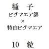 ҡԥޥӡߡԥޥ10γ<img class='new_mark_img2' src='https://img.shop-pro.jp/img/new/icons5.gif' style='border:none;display:inline;margin:0px;padding:0px;width:auto;' />