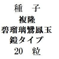 種子 複隆碧瑠璃鸞鳳玉(鎧タイプ) 20粒 - (株) 奈良多肉植物 種子 複隆碧瑠璃鸞鳳玉(鎧タイプ) 20粒 - (株) 奈良多肉植物