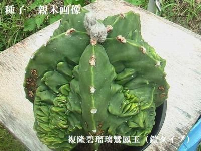 種子 複隆碧瑠璃鸞鳳玉(鎧タイプ) 20粒 - (株) 奈良多肉植物 種子 複隆碧瑠璃鸞鳳玉(鎧タイプ) 20粒 - (株) 奈良多肉植物
