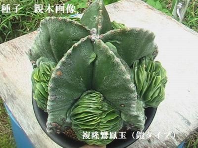 Astrophytum myriostigma アストロフィツム 複隆ランポー 複隆