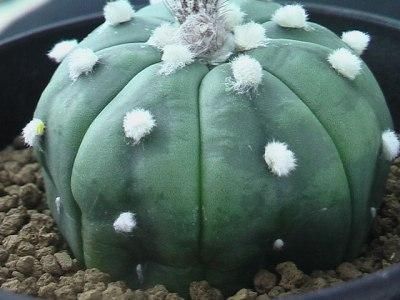 確認用】42 rk3メキシコ輸入種子実生 墨斑瑠璃兜サボテン 確認用】42