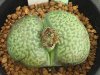 Lithops karasmontana<img class='new_mark_img2' src='https://img.shop-pro.jp/img/new/icons5.gif' style='border:none;display:inline;margin:0px;padding:0px;width:auto;' />