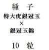ҡ϶䴧̡߶䴧̶ӡ10γ<img class='new_mark_img2' src='https://img.shop-pro.jp/img/new/icons5.gif' style='border:none;display:inline;margin:0px;padding:0px;width:auto;' />