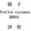 ҡFrailea castanea KH60420γ<img class='new_mark_img2' src='https://img.shop-pro.jp/img/new/icons1.gif' style='border:none;display:inline;margin:0px;padding:0px;width:auto;' />