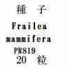 ҡFrailea mammifera  PR81920γ<img class='new_mark_img2' src='https://img.shop-pro.jp/img/new/icons1.gif' style='border:none;display:inline;margin:0px;padding:0px;width:auto;' />