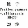 ҡFraileapygmaea.afilarensisKH43320γ<img class='new_mark_img2' src='https://img.shop-pro.jp/img/new/icons1.gif' style='border:none;display:inline;margin:0px;padding:0px;width:auto;' />