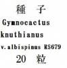 ҡGymnocactus knuthianus v.albispinusRS67920γ<img class='new_mark_img2' src='https://img.shop-pro.jp/img/new/icons1.gif' style='border:none;display:inline;margin:0px;padding:0px;width:auto;' />