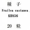 ҡFrailea castaneaKH85620γ<img class='new_mark_img2' src='https://img.shop-pro.jp/img/new/icons1.gif' style='border:none;display:inline;margin:0px;padding:0px;width:auto;' />