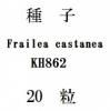 ҡFrailea castaneaKH86220γ<img class='new_mark_img2' src='https://img.shop-pro.jp/img/new/icons1.gif' style='border:none;display:inline;margin:0px;padding:0px;width:auto;' />