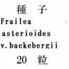 ҡFrailea asterioidesv.backebergii20γ<img class='new_mark_img2' src='https://img.shop-pro.jp/img/new/icons1.gif' style='border:none;display:inline;margin:0px;padding:0px;width:auto;' />