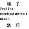 ҡFrailea pseudocataphractaGF51820γ<img class='new_mark_img2' src='https://img.shop-pro.jp/img/new/icons1.gif' style='border:none;display:inline;margin:0px;padding:0px;width:auto;' />