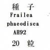 ҡFrailea phaeodiscaAH9220γ<img class='new_mark_img2' src='https://img.shop-pro.jp/img/new/icons1.gif' style='border:none;display:inline;margin:0px;padding:0px;width:auto;' />