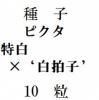 ҡԥߡԥҡǡ10γ<img class='new_mark_img2' src='https://img.shop-pro.jp/img/new/icons1.gif' style='border:none;display:inline;margin:0px;padding:0px;width:auto;' />