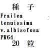 ҡFrailea tenuissima v.albisefosa PR6420γ<img class='new_mark_img2' src='https://img.shop-pro.jp/img/new/icons1.gif' style='border:none;display:inline;margin:0px;padding:0px;width:auto;' />