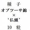ҡ֥ġӡߥ֥ġʩƬǡ10γ<img class='new_mark_img2' src='https://img.shop-pro.jp/img/new/icons1.gif' style='border:none;display:inline;margin:0px;padding:0px;width:auto;' />