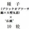 ҡ(֥å֥ġӡ緿)ߥ֥ġʩƬǡ10γ<img class='new_mark_img2' src='https://img.shop-pro.jp/img/new/icons57.gif' style='border:none;display:inline;margin:0px;padding:0px;width:auto;' />