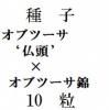ҡ֥ġʩƬǡߥ֥ġӡ10γ<img class='new_mark_img2' src='https://img.shop-pro.jp/img/new/icons1.gif' style='border:none;display:inline;margin:0px;padding:0px;width:auto;' />