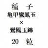 ҡ˱̡˱̶ӡ20γ<img class='new_mark_img2' src='https://img.shop-pro.jp/img/new/icons48.gif' style='border:none;display:inline;margin:0px;padding:0px;width:auto;' />