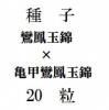 ҡ˱̶ӡߵ˱̡20γ<img class='new_mark_img2' src='https://img.shop-pro.jp/img/new/icons48.gif' style='border:none;display:inline;margin:0px;padding:0px;width:auto;' />