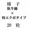 ҡӡߡåܥסˡ20γ<img class='new_mark_img2' src='https://img.shop-pro.jp/img/new/icons1.gif' style='border:none;display:inline;margin:0px;padding:0px;width:auto;' />