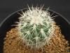 Gymnocactus beguuiniiv.senilisCaminodeAguaSaltilto<img class='new_mark_img2' src='https://img.shop-pro.jp/img/new/icons5.gif' style='border:none;display:inline;margin:0px;padding:0px;width:auto;' />