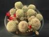 Sulcorebutiaverticillacanthav.cuprea<img class='new_mark_img2' src='https://img.shop-pro.jp/img/new/icons5.gif' style='border:none;display:inline;margin:0px;padding:0px;width:auto;' />