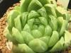 Haworthia　cymbiformis v.obtusa MBB6847　SW　Alicedaｌe<img class='new_mark_img2' src='https://img.shop-pro.jp/img/new/icons5.gif' style='border:none;display:inline;margin:0px;padding:0px;width:auto;' />