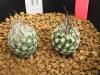 Turbinicarpus　dickisoniae　RC321A　実生2本植え　<img class='new_mark_img2' src='https://img.shop-pro.jp/img/new/icons5.gif' style='border:none;display:inline;margin:0px;padding:0px;width:auto;' />