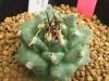 Turbinicarpus　alonsoi　RS546　実生<img class='new_mark_img2' src='https://img.shop-pro.jp/img/new/icons5.gif' style='border:none;display:inline;margin:0px;padding:0px;width:auto;' />