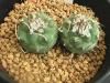 Turbinicarpus spec.Pachystele　 Piltz3336　　実生2本植え<img class='new_mark_img2' src='https://img.shop-pro.jp/img/new/icons5.gif' style='border:none;display:inline;margin:0px;padding:0px;width:auto;' />