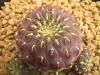 黄刺ラウシー　　カキ仔<img class='new_mark_img2' src='https://img.shop-pro.jp/img/new/icons5.gif' style='border:none;display:inline;margin:0px;padding:0px;width:auto;' />