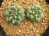 Turbinicarpus　alonsoi　RS546　実生2本植え<img class='new_mark_img2' src='https://img.shop-pro.jp/img/new/icons5.gif' style='border:none;display:inline;margin:0px;padding:0px;width:auto;' />