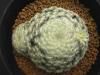 Mammillaria　schiedeana　v.plumosa　　Huasteca　Canyon　実生　<img class='new_mark_img2' src='https://img.shop-pro.jp/img/new/icons5.gif' style='border:none;display:inline;margin:0px;padding:0px;width:auto;' />