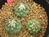 Turbinicarpus spec.Negrita  Piltz32503ܿ<img class='new_mark_img2' src='https://img.shop-pro.jp/img/new/icons5.gif' style='border:none;display:inline;margin:0px;padding:0px;width:auto;' />