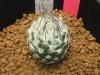 Turbinicarpus dickisoniaeRC321A<img class='new_mark_img2' src='https://img.shop-pro.jp/img/new/icons5.gif' style='border:none;display:inline;margin:0px;padding:0px;width:auto;' />