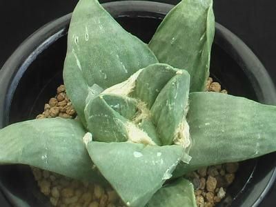 玉牡丹　実生 玉牡丹 実生 - (株) 奈良多肉植物研究会 -多肉植物・サボテン