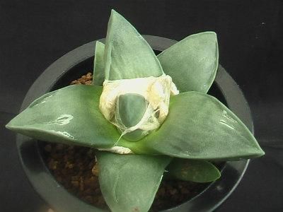 玉牡丹 実生 玉牡丹 実生 - (株) 奈良多肉植物研究会 -多肉植物・サボテン