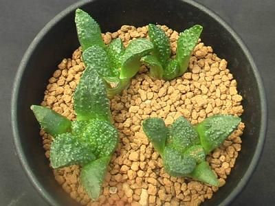 亀甲牡丹“ゴジラ” 実生4本植え - (株) 奈良多肉植物研究会 -多肉
