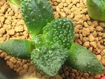 サボテン• 亀甲牡丹ゴジラ• 実生 亀甲牡丹(ゴジラ実生) ・ こんにちは ・ Green Heads Nursery賞