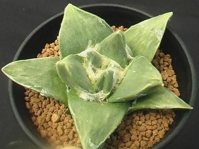 玉牡丹　実生 玉牡丹錦 実生 - (株) 奈良多肉植物研究会 -多肉植物・サボテン