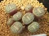 Conophytum minimumWittebergense<img class='new_mark_img2' src='https://img.shop-pro.jp/img/new/icons5.gif' style='border:none;display:inline;margin:0px;padding:0px;width:auto;' />