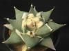 ֲֻѲð<img class='new_mark_img2' src='https://img.shop-pro.jp/img/new/icons5.gif' style='border:none;display:inline;margin:0px;padding:0px;width:auto;' />