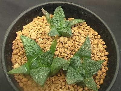 サボテン• 亀甲牡丹ゴジラ• 実生 サボテン• 亀甲牡丹ゴジラ• 実生