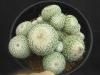 ɱ<img class='new_mark_img2' src='https://img.shop-pro.jp/img/new/icons5.gif' style='border:none;display:inline;margin:0px;padding:0px;width:auto;' />
