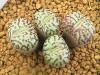 Conophytum minimum ‘Wittebergense’<img class='new_mark_img2' src='https://img.shop-pro.jp/img/new/icons5.gif' style='border:none;display:inline;margin:0px;padding:0px;width:auto;' />